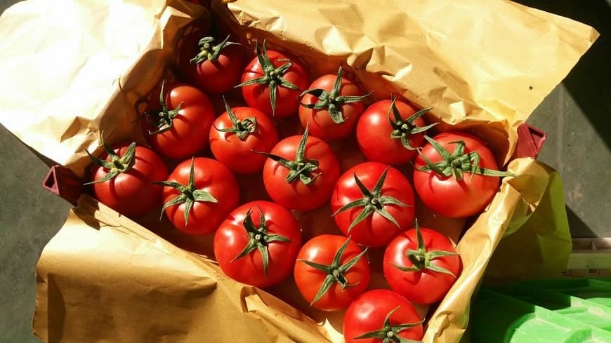 ✔ بسته بندی گوجه گلخانه ای توسط کشاورزان چهارفصل