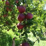 بسته بندی صادراتی سیب درختی